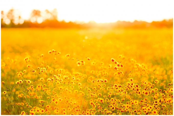 flower field maternity session - wilson nc - tiffany l johnson photography_0054.jpg